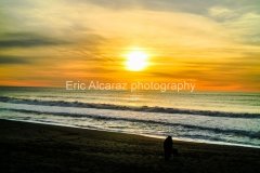 Organic Horizon