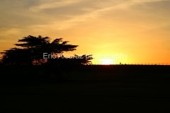 Sun Lo